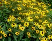 rudbeckia fulgida 7-10b.jpg